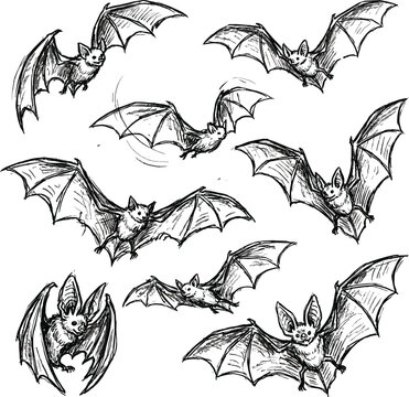 Hand drawn flying bats set with detailed sketch illustrations of vampire bats