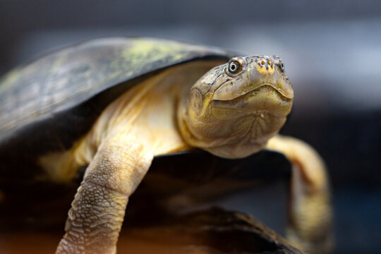 West African mud turtle (scientific name: Pelusios Castaneus)