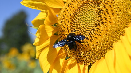 bee on sunflower © Margarida