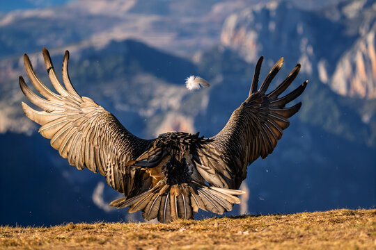 Dramatic action shot of a Bearded Vulture (Gypaetus barbatus) taking off with a loose feather in the air