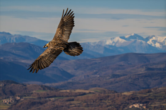 Majestic Bearded Vulture (Gypaetus barbatus) soaring over the Pyrenees mountains