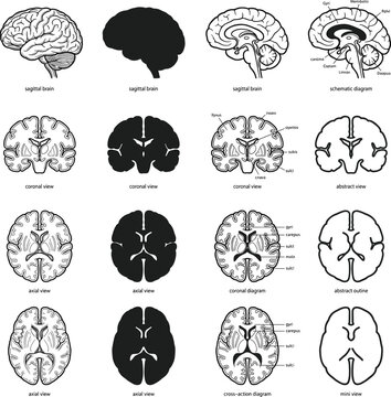 Human brain anatomy diagram set, medical sagittal, coronal, and axial views vector collection