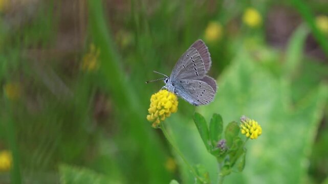 clip of a cupido minimus the small blue butterfly on a medicago lupulina blossom