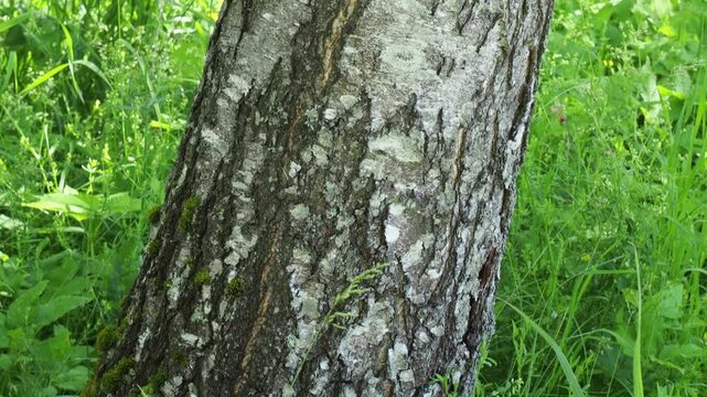 Close-up of a wildlife trail camera mounted on a birch tree trunk in a green forest during summer. Modern hunting and wildlife monitoring equipment installed outdoors for animal observation