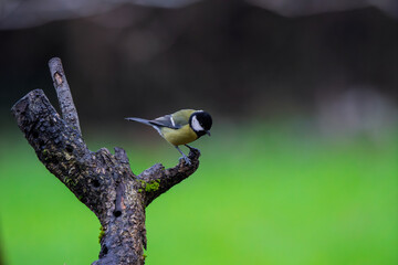 Great Tit (Parus major) perched on a weathered branch © Jhony