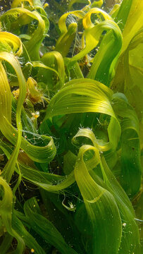 Algas marinhas verdes em movimento