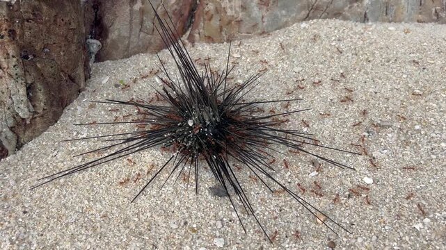 Red ants eat a dead sea urchin.