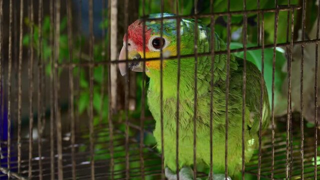orange-fronted parrot in a cage