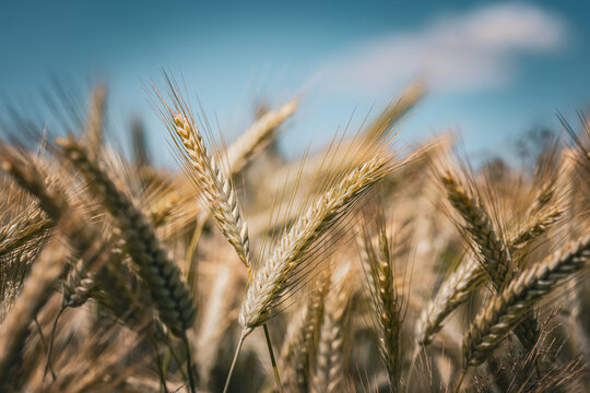 Roggen&auml;hren unter blauem Himmel