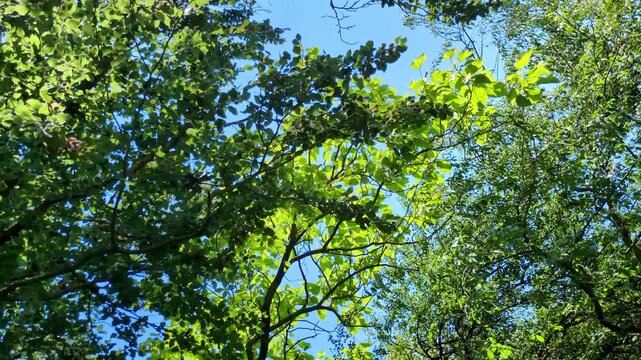 Video vom Blick durch gr&uuml;ne Baumkronen in den blauen Sommerhimmel