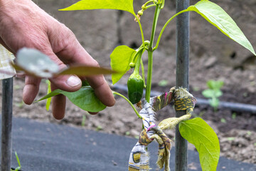 Worker Ties Young Pepper Plant to Support in Agro Industry Field Near Farm at Midday © Роман Булатов