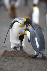 King penguins in the mating ritual © willtu