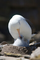 Black-browed albatross guarding a chick on the Falkland Islands © willtu