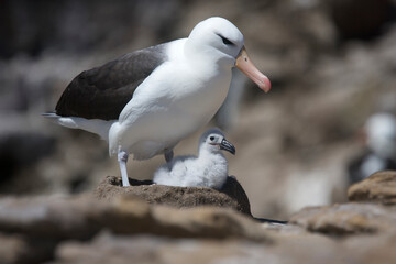Black-browed albatross guarding a chick on the Falkland Islands © willtu