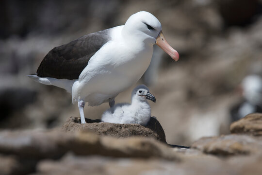 Black-browed albatross guarding a chick on the Falkland Islands
