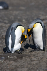 King penguin couple check out the egg bulge © willtu