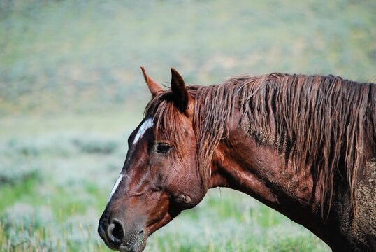 Wild and Domestic Horse in Habitat