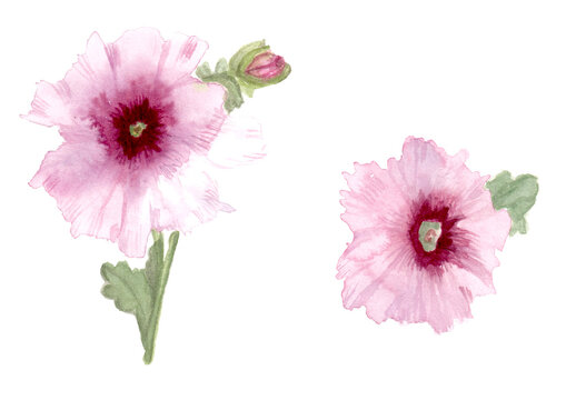 Alcea rosea, illustrazione ad acquerello