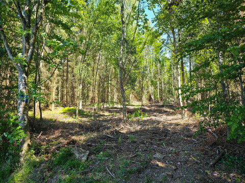 germany, forest clearing illustrating climate change impact on vulnerable trees while highlighting environmental awareness
