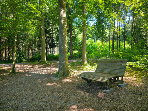 germany, comfortable wooden bench surrounded by forest greenery and sunlight inviting peaceful relaxation in nature