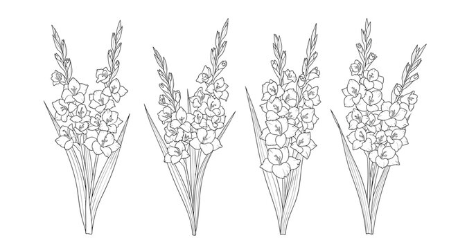Four hand-drawn sketches of gladiolus flowers with detailed stems and leaves, presented as black line art on a white background.