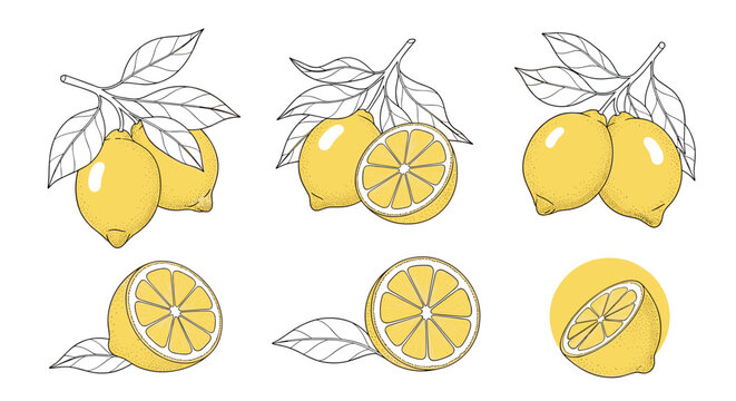 Vintage engraved style collection of hand-drawn yellow lemon branches, leaves, half cuts, and slices, isolated on a white background.