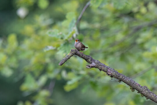 Eurasian Wren Singing on a Branch in Oasi Le Foppe Nature Reserve, Italy