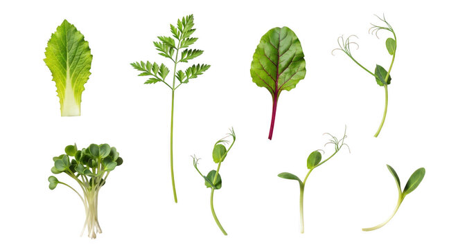 Assorted fresh microgreens and baby leaves isolated on transparent background