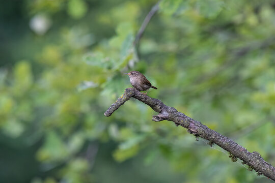 Eurasian Wren Singing on a Branch in Oasi Le Foppe Nature Reserve, Italy