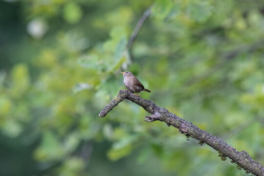 Eurasian Wren Singing on a Branch in Oasi Le Foppe Nature Reserve, Italy