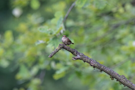 Eurasian Wren Singing on a Branch in Oasi Le Foppe Nature Reserve, Italy