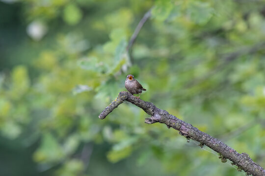 Eurasian Wren Singing on a Branch in Oasi Le Foppe Nature Reserve, Italy