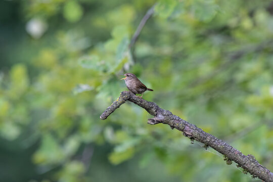 Eurasian Wren Singing on a Branch in Oasi Le Foppe Nature Reserve, Italy