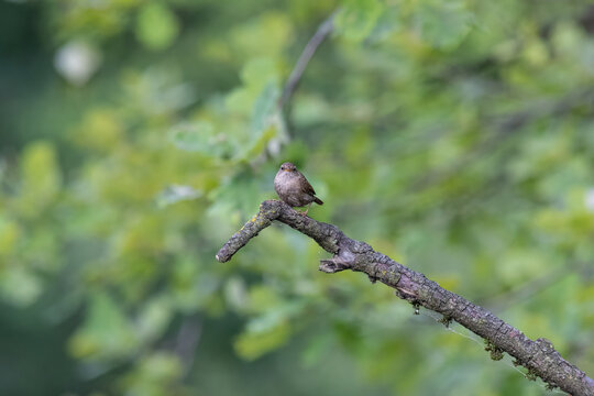 Eurasian Wren Singing on a Branch in Oasi Le Foppe Nature Reserve, Italy