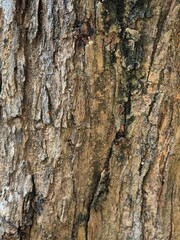 Naklejka premium Textured Tree Bark Close Up Background showing Rough Natural Wood Surface with Weathered Gray and Brown Details