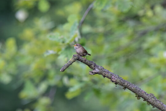 Eurasian Wren Singing on a Branch in Oasi Le Foppe Nature Reserve, Italy