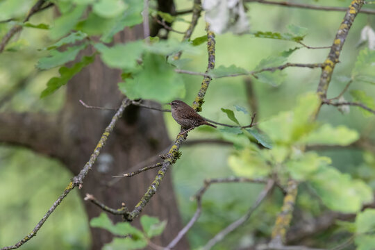Eurasian Wren Singing on a Branch in Oasi Le Foppe Nature Reserve, Italy