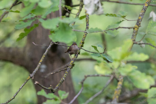Eurasian Wren Singing on a Branch in Oasi Le Foppe Nature Reserve, Italy