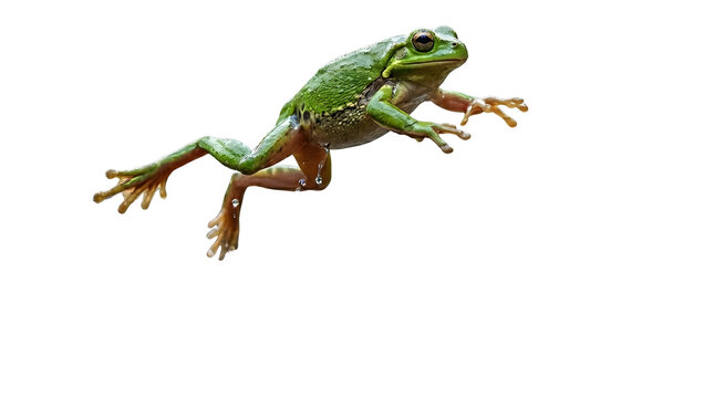 Flying Green Tree Frog Isolated on White Background