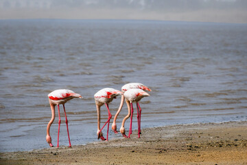 Group of greater flamingos feeding along shoreline © Alicja Wójcicka