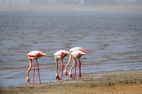 Group of greater flamingos feeding along shoreline