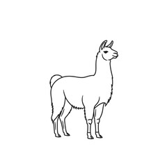 Fototapeta premium A black and white line drawing of a friendly south american llama standing calmly as it watches the horizon under natural light while representing animal life in the rugged mountains of the