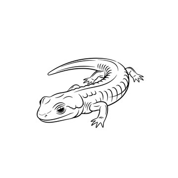 A black outline sketch showing a small lizard crawling along the ground surface as it explores the wilderness environment while displaying its unique body shape and textured skin features for