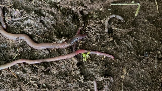 A detailed close-up shot of earthworms crawling in dark, moist soil, showcasing active underground wildlife and soil health ecosystem.