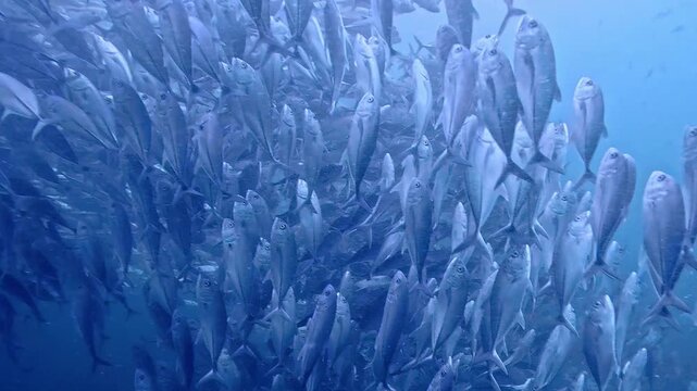 タイのタオ島チュンポンピナクルでダイビング中に遭遇した数千匹のギンガメアジの大群