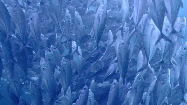 タイのタオ島チュンポンピナクルでダイビング中に遭遇した数千匹のギンガメアジの大群