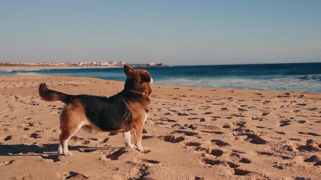 Corgi mix dog watching surfers from sandy Atlantic coastline.

Medium shot of an attentive dog standing on the beach and observing surfers and ocean waves along a beautiful coastal destination.