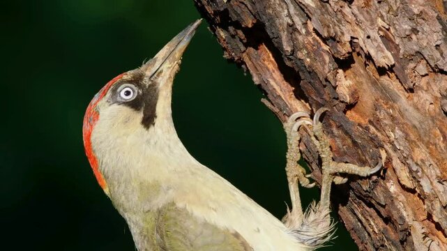 Green woodpecker perched on tree trunk with vibrant red and white plumage