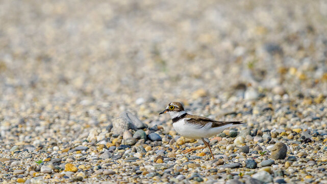 A little ringed plover looking for food on stony ground