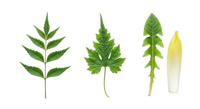 Collection of various green leaves and a white endive leaf isolated on transparent background